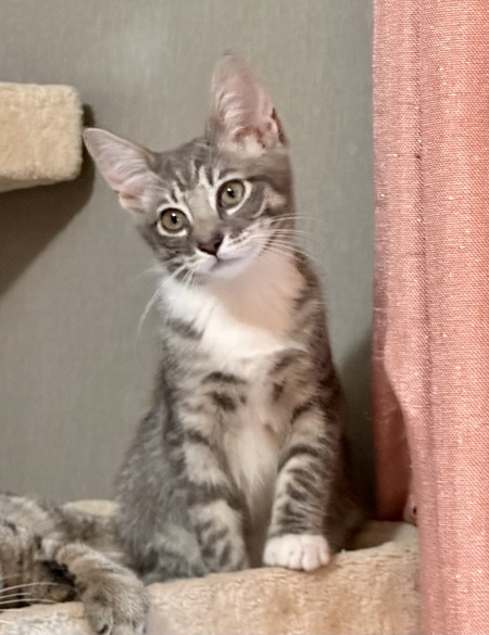 Pawtrica 