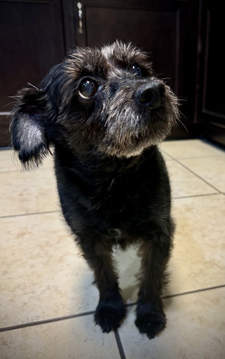 Scrappy Stephens