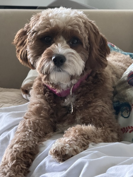 Roxy