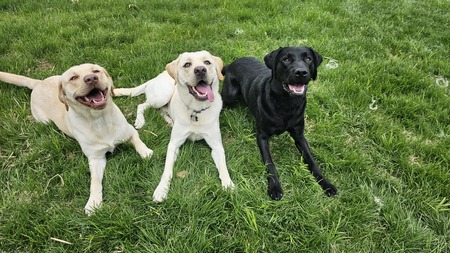 Eli, Ethan, Duke
