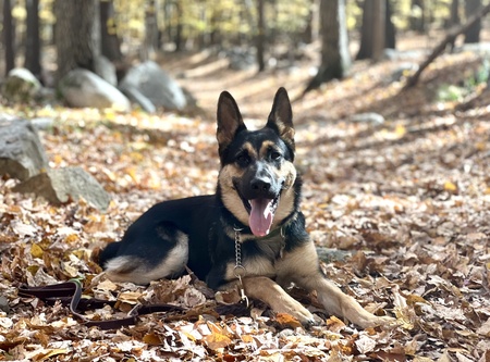 Samson