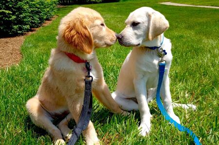 Opal and Wilson