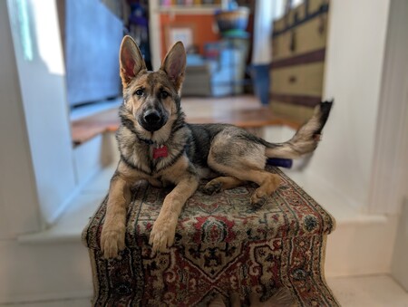 Meeko