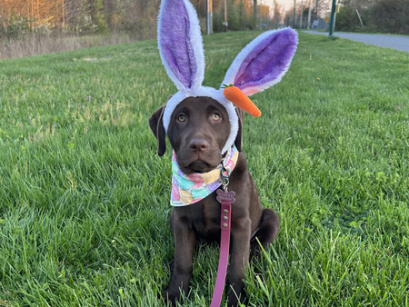 Lulu