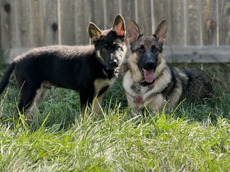 Clarence and Wolfie