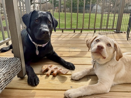 Zonta and Hayden