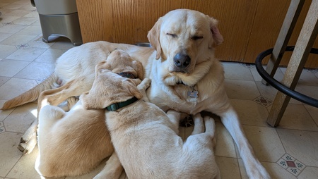 Yoda, Ruck, Reiman