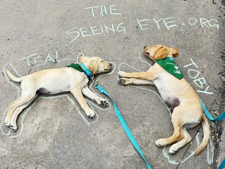 Teal and Toby