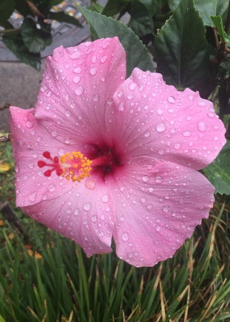 Hibiscus Love