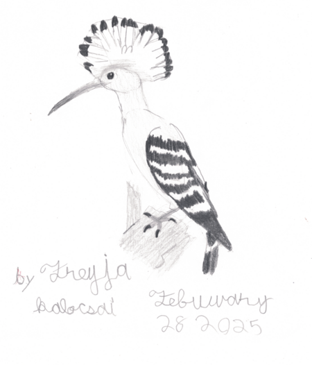 Eurasian Hoopoe Bird - Pencil Sketch - Freyja Kalocsai