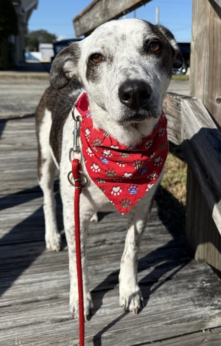 Bailey