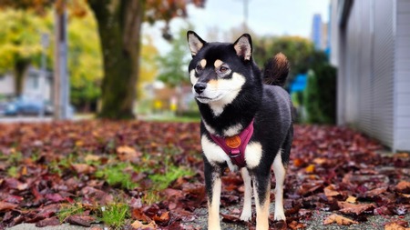 Kayo 