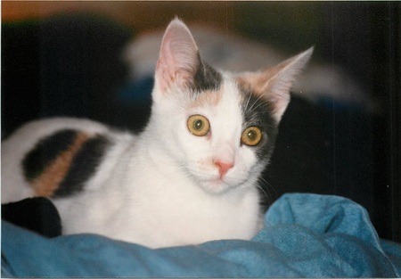 Jasper