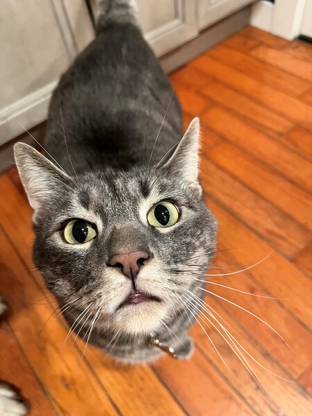 Louie