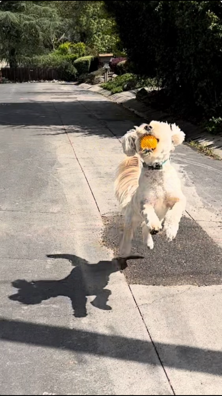 Lulu