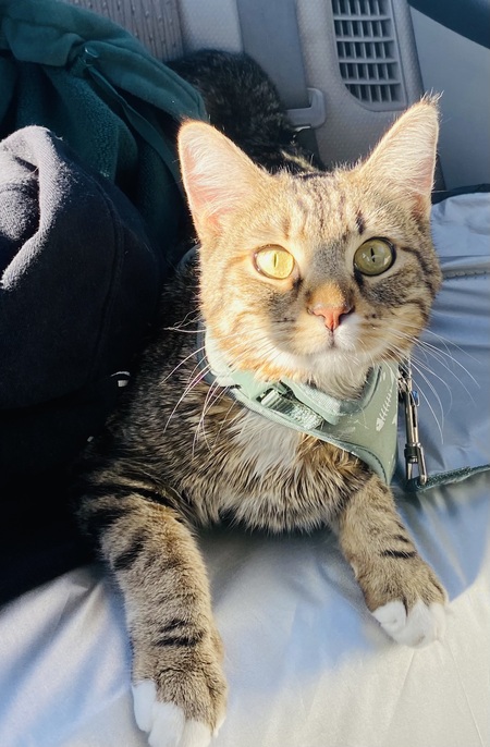 Benji