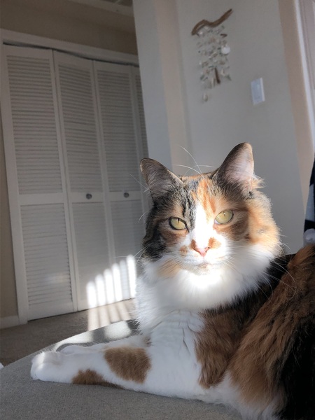 Callie