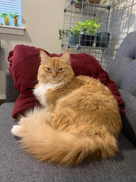 Calcifer