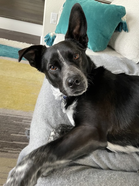Loki