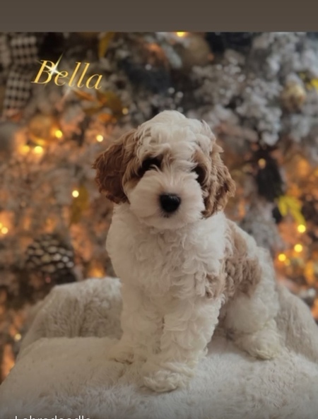 Bella