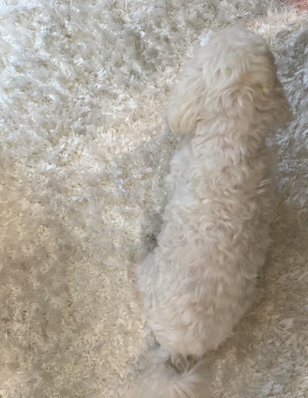 Bella