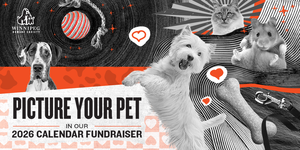 Winnipeg Humane Society 2026 Calendar Photo Fundraiser