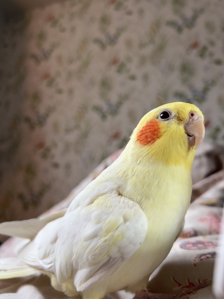 Arlo