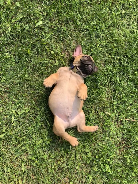 Wilbur
