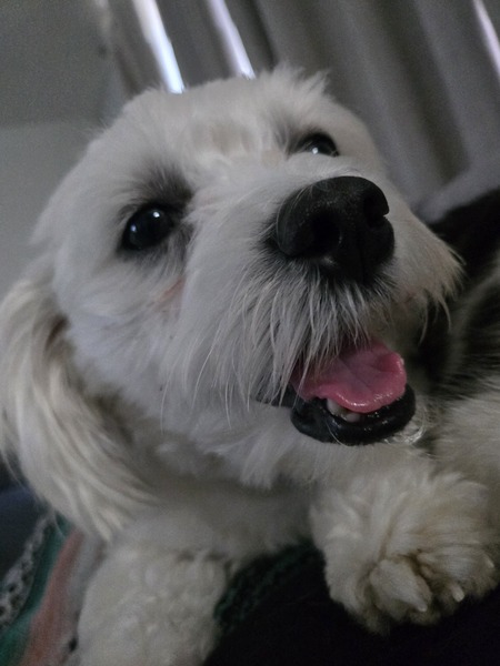 Dexter 