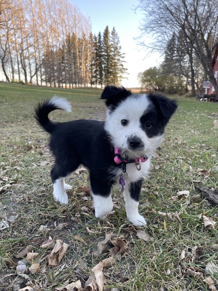 Ella