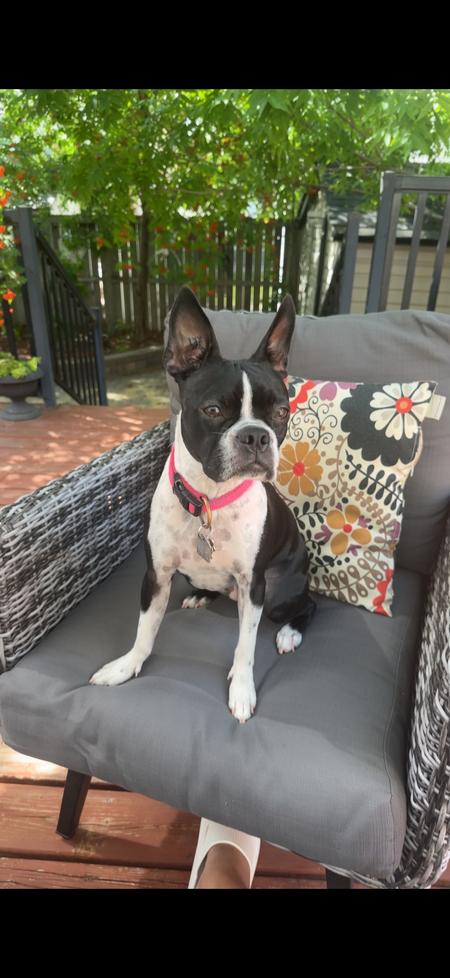 Rocci (Roxie)