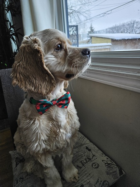 Harley