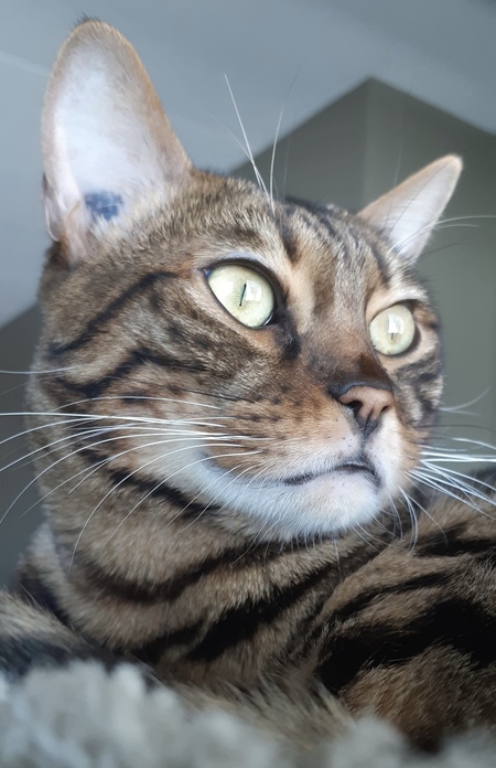 Leo