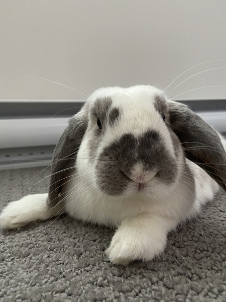 Agent Hopper