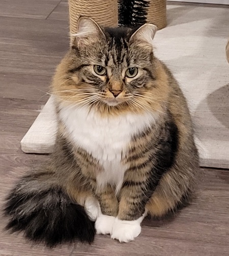Pekoe