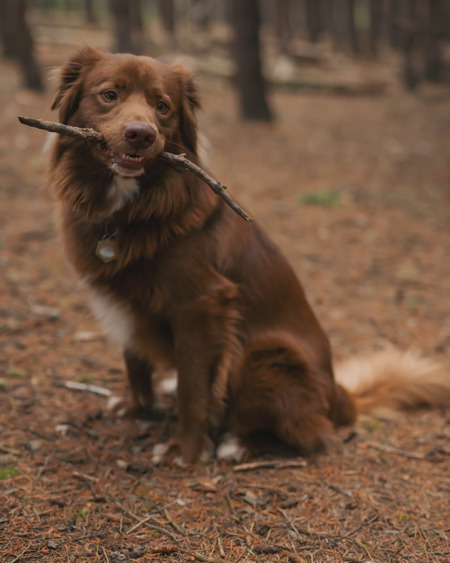Toby 