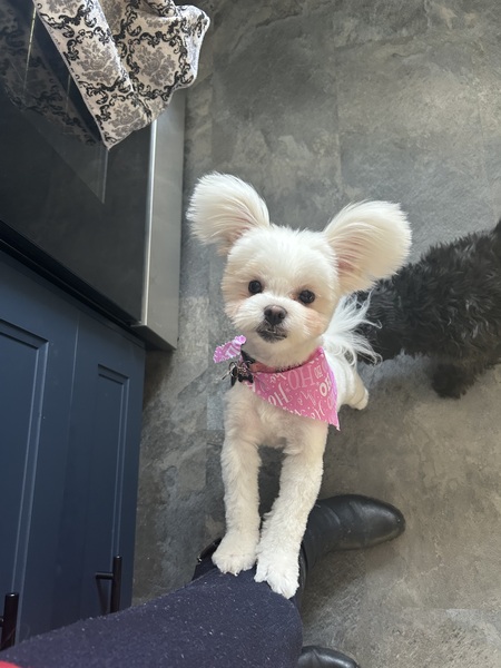 Sammy