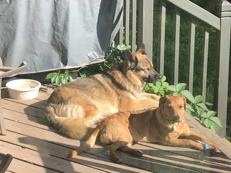 Finnegan and Hazelnut