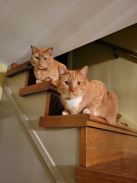 Butterscotch & Sam