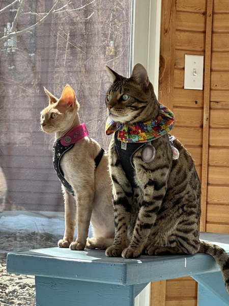 Enzo & Masimo