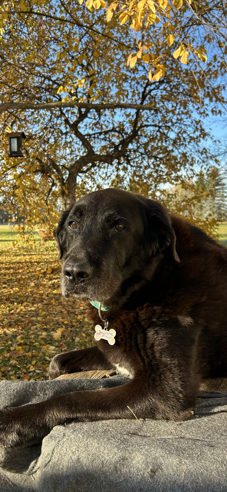 Daisy