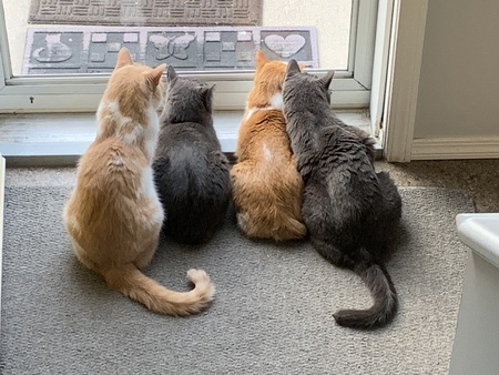 Bannock, Rocky, Sammy, Phyllo 