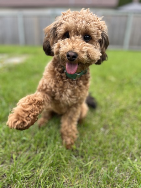 Baz