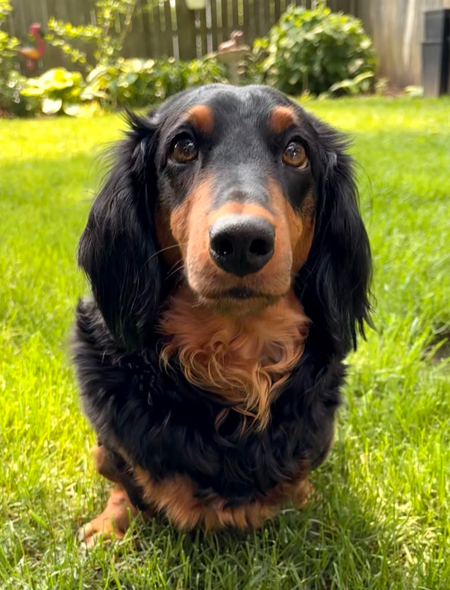 Otto