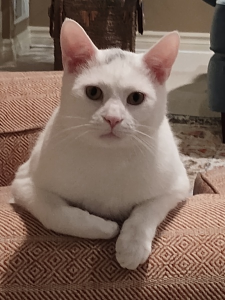 SAMMY