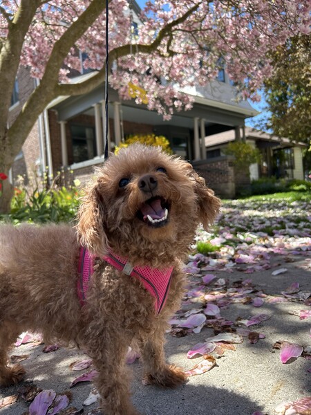 Phoebe