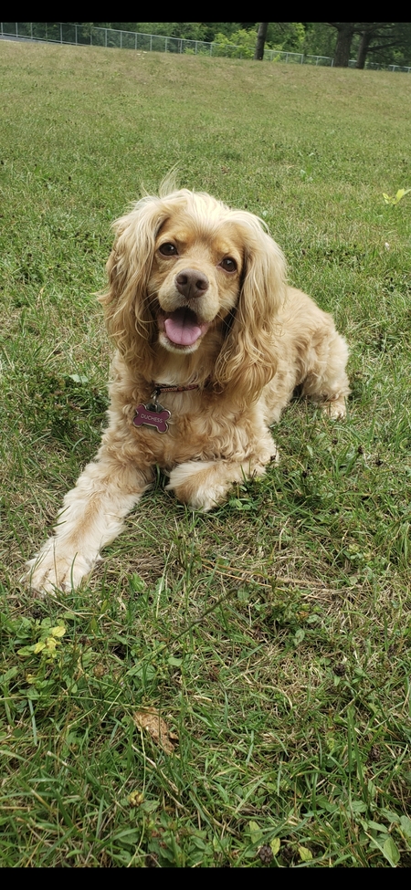 Duchess