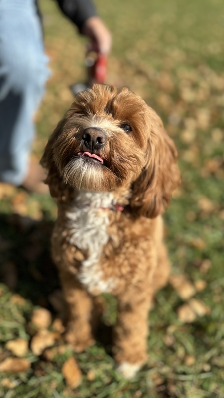 Ginger