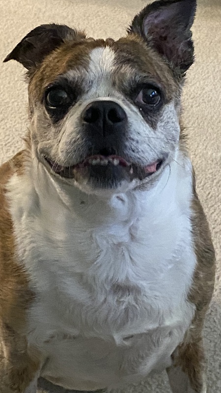 Buddy