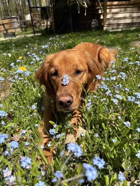 Maple